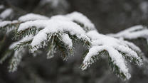 20.11.2022, Thüringen, Sachsenbrunn: Ein Fichtenzweig ist mit Schnee bedeckt. Teile des Thüringer Walds sind mit Schnee und Frost bedeckt. Foto: Daniel Vogl/dpa +++ dpa-Bildfunk +++