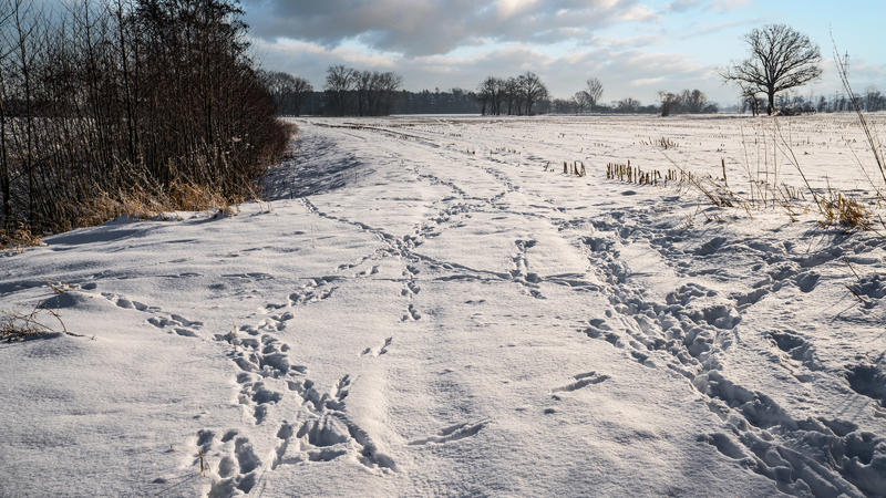 Wintereinbruch - Spuren im Schnee von Wildtieren auf der Suche nach Deckung und Nahrung. Über längere Zeiträume mit Schnee und kalten Frösten sind viele Wildtiere wie Hasen, Fasane, Rebhühner und auch Rehe auf Deckung und erreichbare Nahrungsquellen