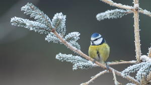 SONDERKONDITIONEN: Satzpreis!Blue tit in a frost covered garden Christmas tree, Suffolk, England, United Kingdom, December --- See SWNS story SWNAweather / action press