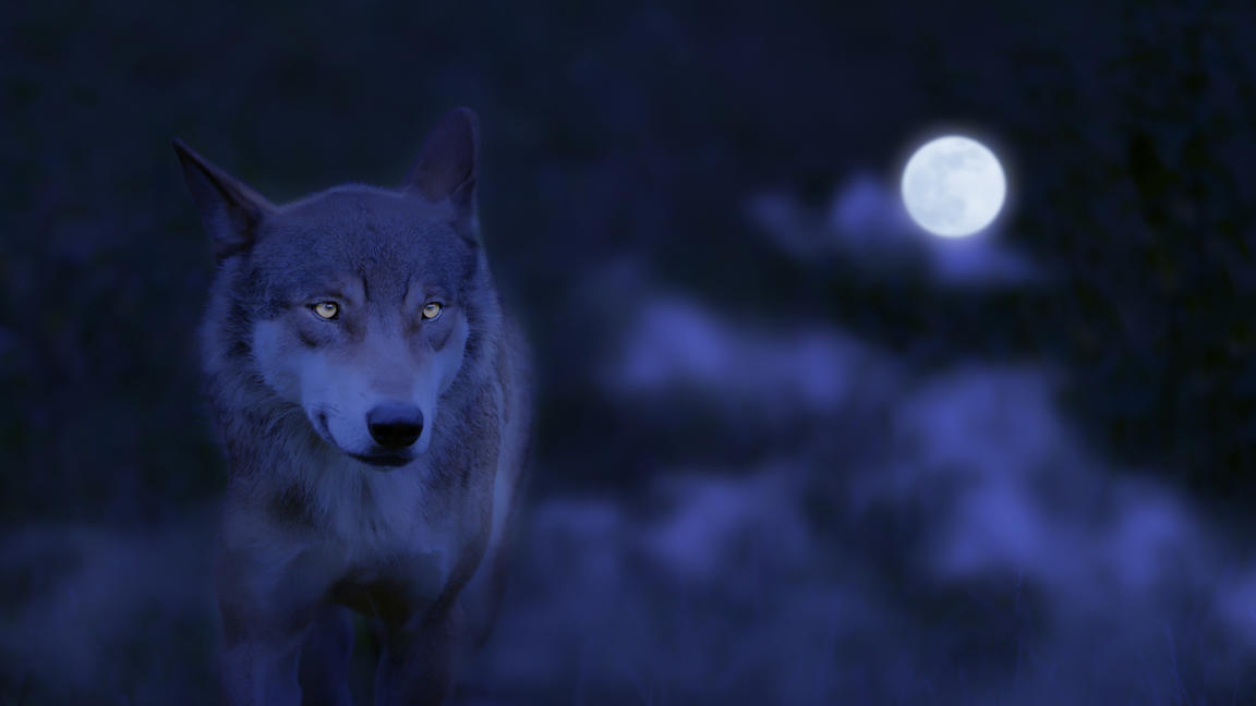 Vollmond im Januar Wann ist der Wolfsmond am Himmel zu sehen? wetter.de