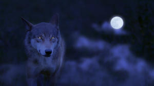 Wolf im Mondschein, der Vollmond im Januar wird auch Wolfsmond genannt.