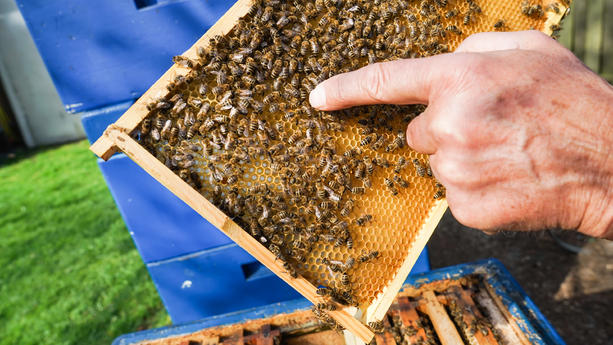 Gesunde Bienen sind nicht nur wichtig für den Menschen, sondern für die Natur im Allgemeinen.