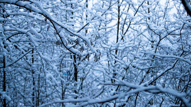 18.01.2023, Baden-Württemberg, Stuttgart: Schnee liegt am frühen Morgen auf Ästen. Auch in den kommenden Tagen ist in der Region Stuttgart mit Schnee zu rechnen. Foto: Christoph Schmidt/dpa +++ dpa-Bildfunk +++
