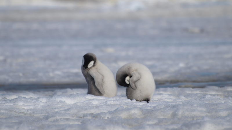 Kaiserpinguinküken: Laut Wissenschaftlern wurde eine neue Kaiserpinguin-Kolonie in der Antarktis mit Hilfe von Satellitenkartierungstechnologie entdeckt.