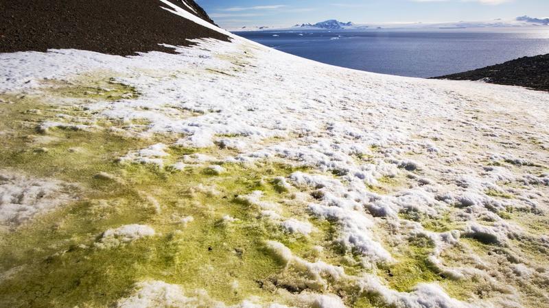 Grüner Schnee auf der Antarktischen Halbinsel: Algen verfärben den schmelzenden Schnee