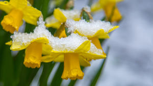 15. März 2023, Hessen, Frankfurt/Main, Von Schnee bedeckt steht am Morgen Narzissen in einem Frankfurter Garten, nachdem bei Temperaturen um den Gefrierpunkt wieder Schnee gefallen war / 150323