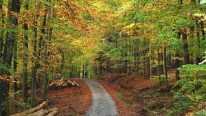 Rotbuche, Rot-Buche, Buche (Fagus sylvatica), Waldweg im Buchenwald im Herbst, Deutschland, Bayern, Spessart | common beech (Fagus sylvatica), forest path in a beech forest at autumn, Germany, Bavaria, Spessart | Verwendung weltweit