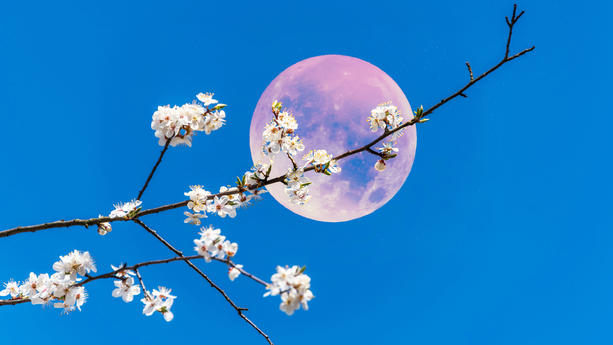 Blumenmond, Pink Moon, Ostermond im April