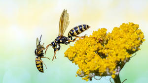 Wespen schlüpfen bei trockenem Wetter besser