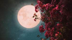 Pink Moon vor einem Strauch pinker Blumen