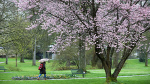 17.04.2023, Baden-Württemberg, Zwiefalten: Eine Frau mit Regenschirm geht durch einen Park mit blühenden Bäumen Foto: Thomas Warnack/dpa +++ dpa-Bildfunk +++