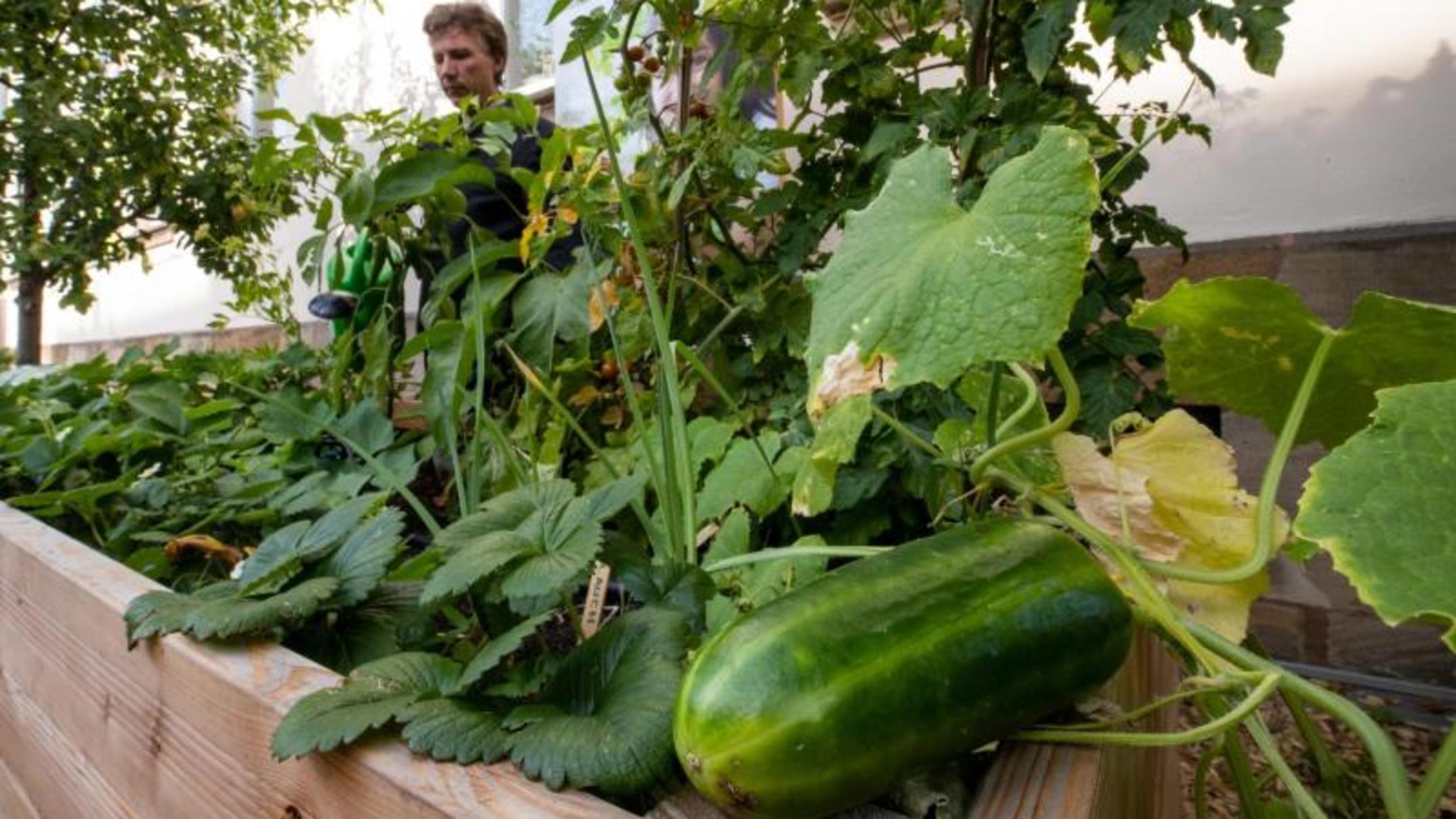 Hochbeet bauen und befüllen Gartentipps für Anfänger inklusive
