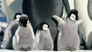 Die Reise der PinguineOT: La march de l'empereur"BU: Kaiserpinguine bei ihrer jährlichen Reise zu ihren angestammten Brutplätzen.Regisseur: Luc JacquetJahr: 2005Land: Frankreich