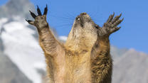 Woman feeding Alpine Marmot on sunny day, Carinthia, Austria || Modellfreigabe vorhanden