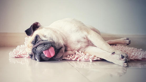 Cute pug dog sleep rest in the floor, over the mat and tongue sticking out in the lazy time