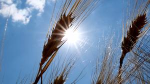 Gerste steht auf einem Feld in Nordsachsen im Gegenlicht der Sonne. Das Getreide leidet bereits unter der momentan herrschenden Trockenheit.