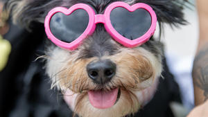 ARCHIV - 24.06.2023, Großbritannien, Edinburgh: Bunte Sonnenbrillen: Eine rosa Herzchen-Sonnenbrille trägt ein Hund während der Pride-Parade. Zwei Herzen im Gesicht, und schon sieht auch ein Hund wie ein Smiley aus. (zu dpa Top oder Flop? - Fünf Modesünden im Trend) Foto: Lesley Martin/PA Wire/dpa +++ dpa-Bildfunk +++