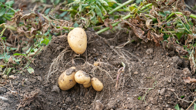 Wann sind Kartoffeln reif für die Ernte und wie werden sie gelagert?