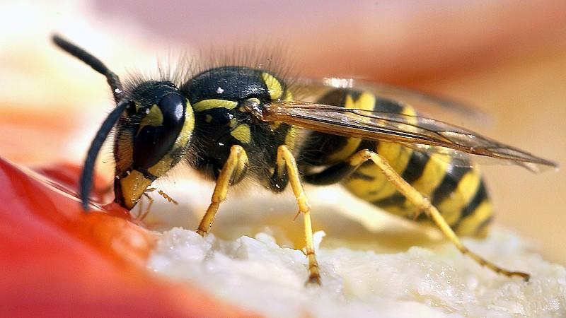 Droht eine Wespenplage im Sommer 2021?