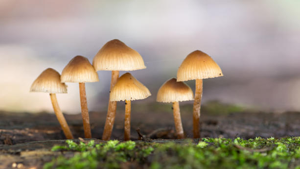 Enchanting Explorations: The Captivating Realm of Mushrooms