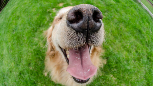 A happy view of a golden retriever's face using a fisheye lens