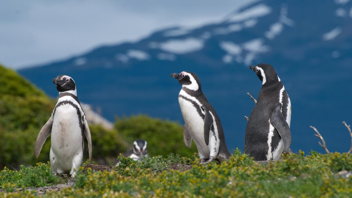 Viele Pinguin-Bestände sind in Gefahr durch den Klimawandel und überfischte Meere.