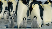 Die Reise der PinguineOT: La march de l'empereur"BU: Kaiserpinguine bei ihrer jährlichen Reise zu ihren angestammten Brutplätzen.Regisseur: Luc JacquetJahr: 2005Land: Frankreich