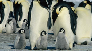 Die Reise der PinguineOT: La march de l'empereur"BU: Kaiserpinguine bei ihrer jährlichen Reise zu ihren angestammten Brutplätzen.Regisseur: Luc JacquetJahr: 2005Land: Frankreich