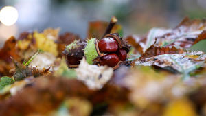 22.09.2023, Baden-Württemberg, Munderkingen: Kastanien liegen inmitten von herbstlich gefärbten Blättern im Regen auf einer Straße Foto: Thomas Warnack/dpa +++ dpa-Bildfunk +++