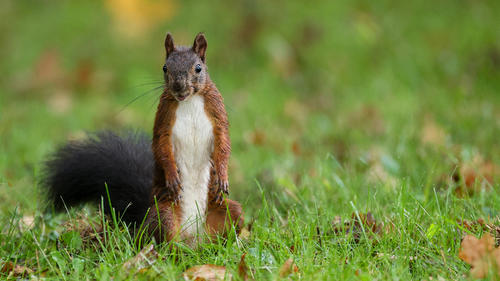 22.09.2023, Baden-Württemberg, Altheim: Ein Eichhörnchen auf einer Wiese mit herbstlich gefärbtem Laub blickt in die Kamera des Fotografen. Foto: Thomas Warnack/dpa +++ dpa-Bildfunk +++