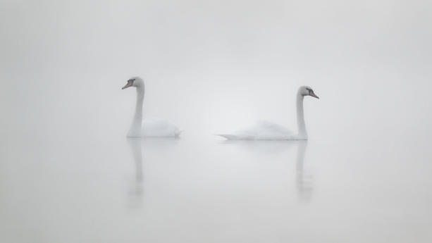 dpatopbilder - 24.09.2023, Nordrhein-Westfalen, Köln: Zwei Schwäne schwimmen an einem kalten Morgen auf einem mit Nebel bedeckten Weiher. Foto: Henning Kaiser/dpa +++ dpa-Bildfunk +++