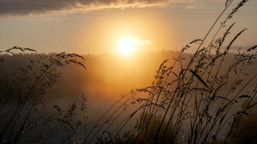 24.09.2023, Bayern, Altenstein: Hinter blühenden Gräsern auf einer Wiese geht die Sonne auf. Der Waldrand dahinter liegt in dichtem Nebel. Foto: Pia Bayer/dpa +++ dpa-Bildfunk +++