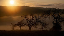24.09.2023, Bayern, Altenstein: Die Sonne geht auf, während Nebel zwischen alten Obstbäumen aufsteigt. Foto: Pia Bayer/dpa +++ dpa-Bildfunk +++