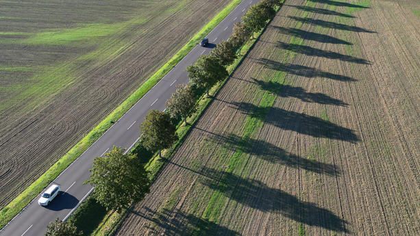 21.09.2023, Sachsen-Anhalt, Blankenburg: Lange Schatten werfen Alleebäume auf ein abgeerntetes Feld im Landkreis Harz bei Blankenburg (Luftaufnahme mit einer Drohne). Hoch Rosi sorgt weiterhin für stabiles sonniges Wetter in Sachsen-Anhalt. Foto: Matthias Bein/dpa +++ dpa-Bildfunk +++