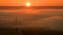 28.09.2023, Thüringen, Hohenfelden: Ein Vogelschwarm fliegt vor der aufgehenden Sonne über dem Stausee Hohenfelden. Auf einen nebligen Morgen folgt ein heiterer Tag in Thüringen. Foto: Martin Schutt/dpa +++ dpa-Bildfunk +++