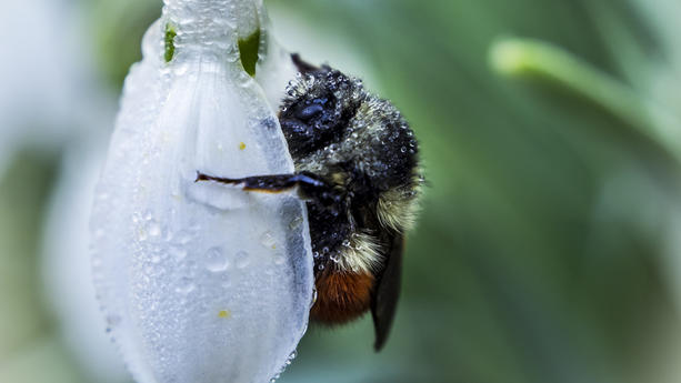 So können wir Hummeln im Winter helfen