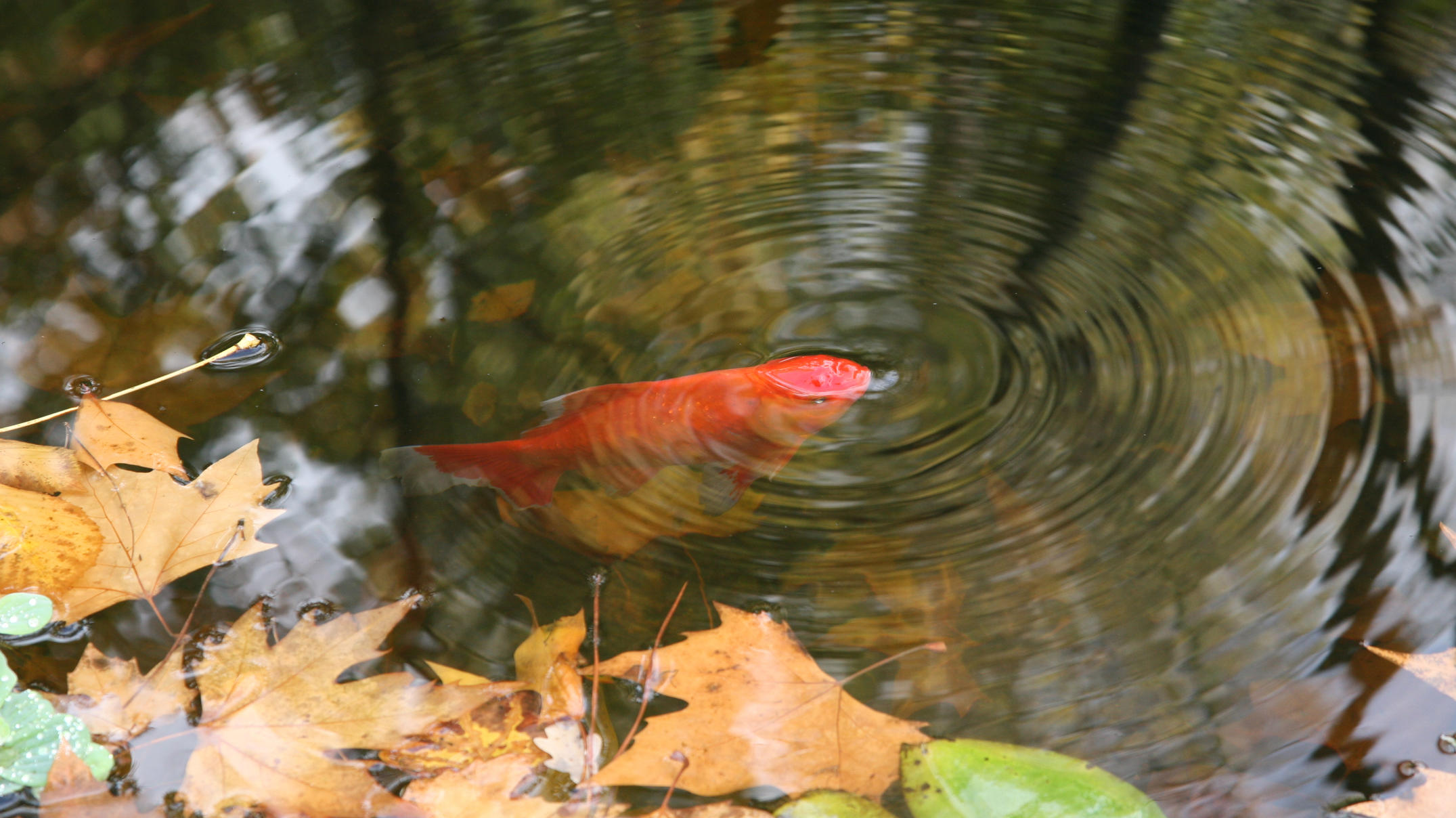 Teich winterfest machen Mit diesen Tipps überstehen Fische, Pflanzen