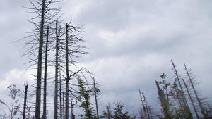 Baumsterben im Nationalpark Harz nahe des Brocken zwischen Torfhaus und Braunlage bei Oderbrueck Baumsterben in Deutschland *** Tree death in the Harz National Park near the Brocken between Torfhaus and Braunlage near Oderbrueck Tree death in Germany