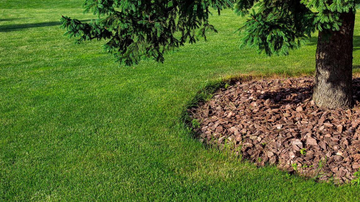 Garten Richtig Mulchen: Rindenmulch, Kompost, Laub - Mit Diesen ...