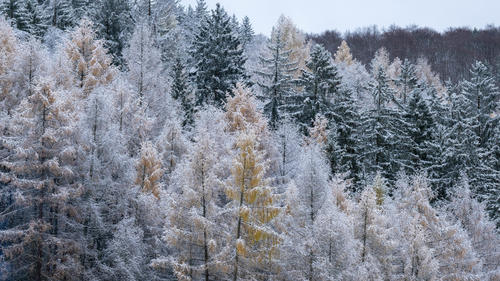 24.11.2023, Sachsen, Eibenstock: Schnee liegt auf den Nadelbäumen bei Eibenstock. Zum Wochenausklang hält der Winter Einzug im Erzgebirge. Foto: Hendrik Schmidt/dpa +++ dpa-Bildfunk +++
