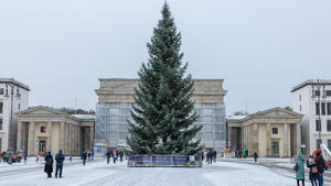 Brandenburger Tor Deutschland, Berlin am 29.11.2023: Der Weihnachtsbaum vor dem Brandenburger Tor steht. Das Tor wird mit hilfe eines großen Gerüst saniert nach einem Farbübergriff. *** Brandenburg Gate Germany, Berlin on 29 11 2023 The Christmas tree in front of the Brandenburg Gate stands The gate is being renovated with the help of large scaffolding after a paint spill