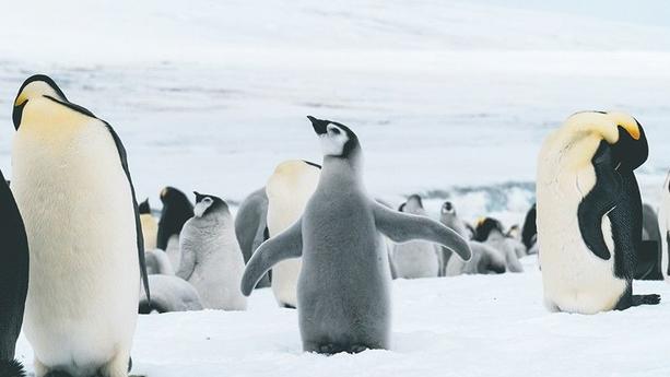 Pinguine in der Antarktis Die Verwendung des sendungsbezogenen Materials ist nur mit dem Hinweis und Verlinkung auf RTL+ gestattet.