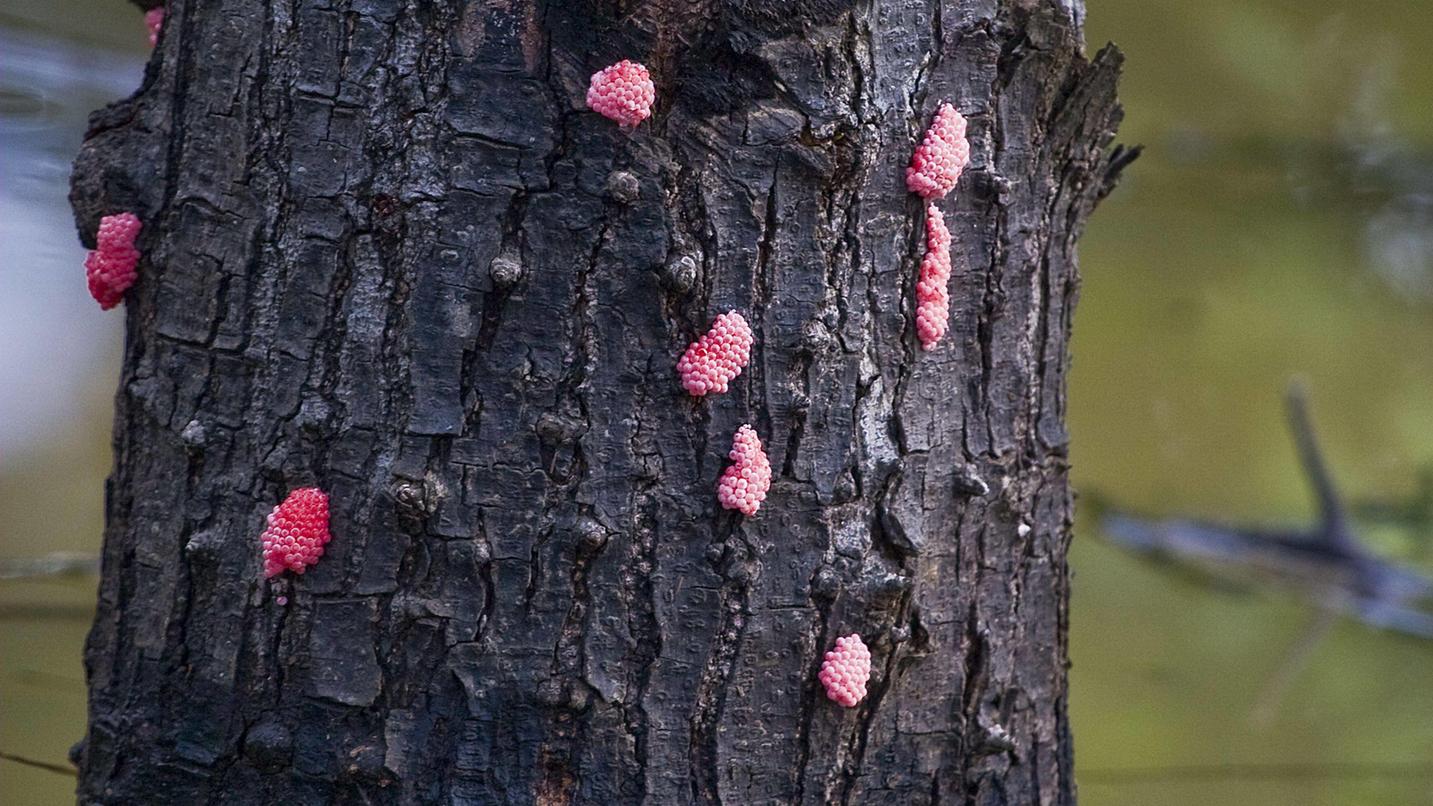 Apfelschnecken auf dem Vormarsch: Darum solltet ihr rosa Eier im Garten ...