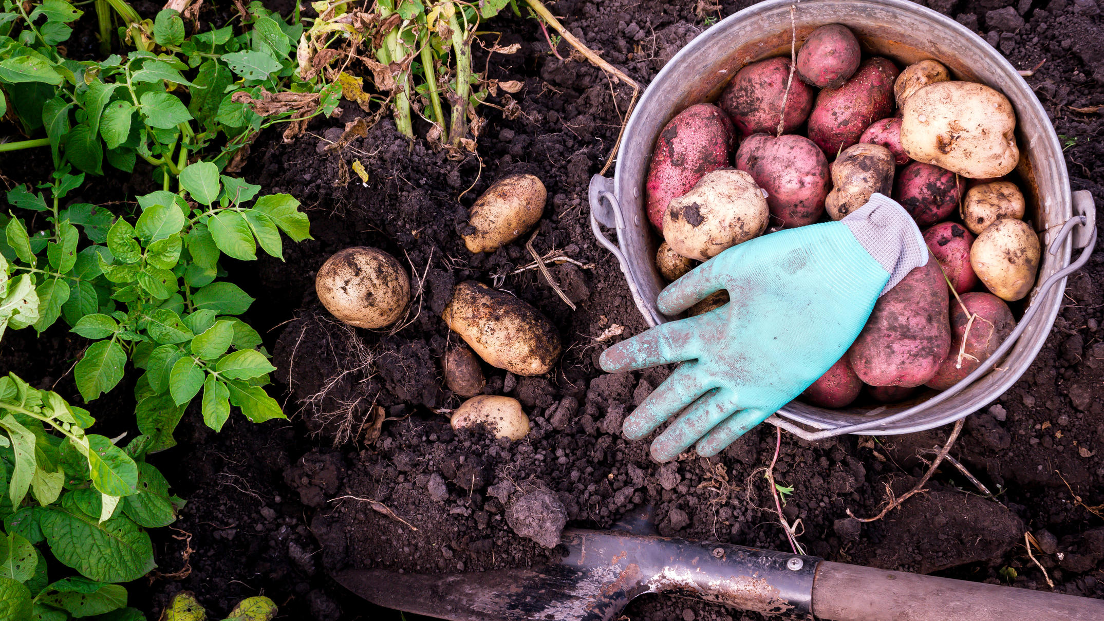 Gemüsegarten anlegen Anbauplan, Pflanzplan und wertvolle Tipps mit