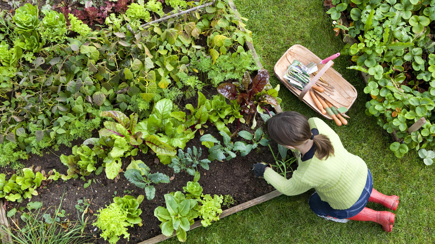 Gemüsegarten anlegen Anbauplan, Pflanzplan und wertvolle Tipps mit