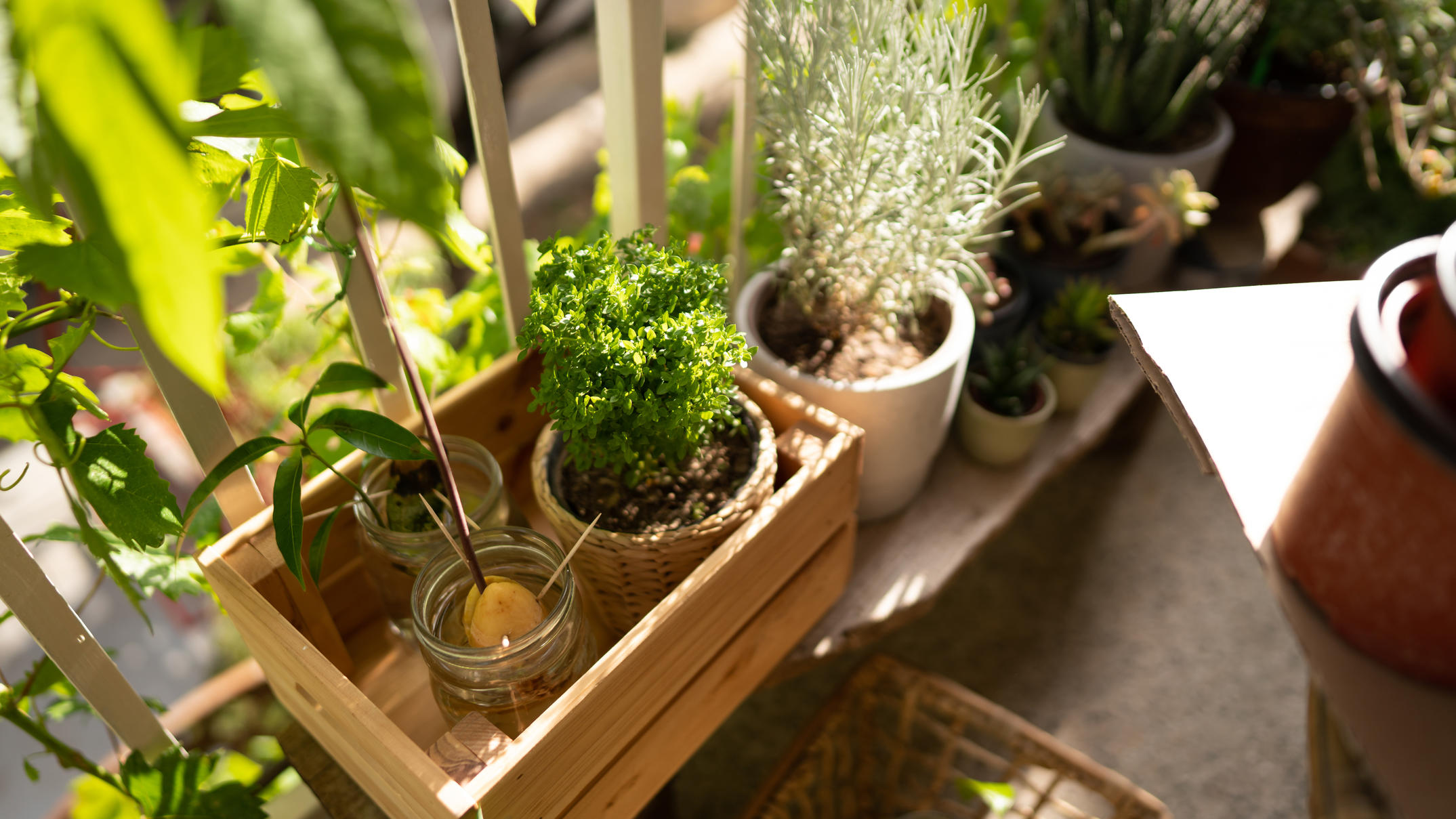 Kräuter pflanzen im Garten oder auf dem Balkon das sollte man