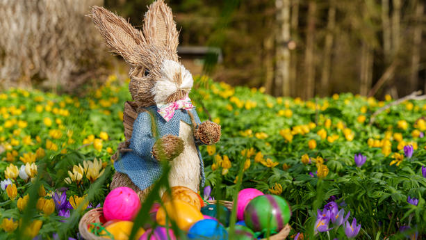 Augsburg, Bavaria, Germany - 2 March 2024: Easter bunny on a colorful flower meadow with an Easter nest filled with colorful Easter eggs *** Osterhase auf einer bunten Blumenwiese mit einem Osternest gefüllt mit bunten Ostereiern / 020324