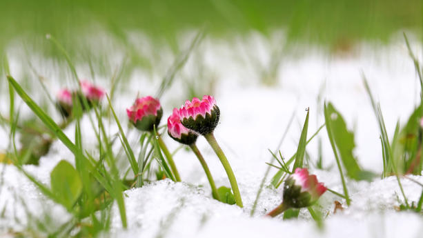 Gänseblümchen im Schnee Frost