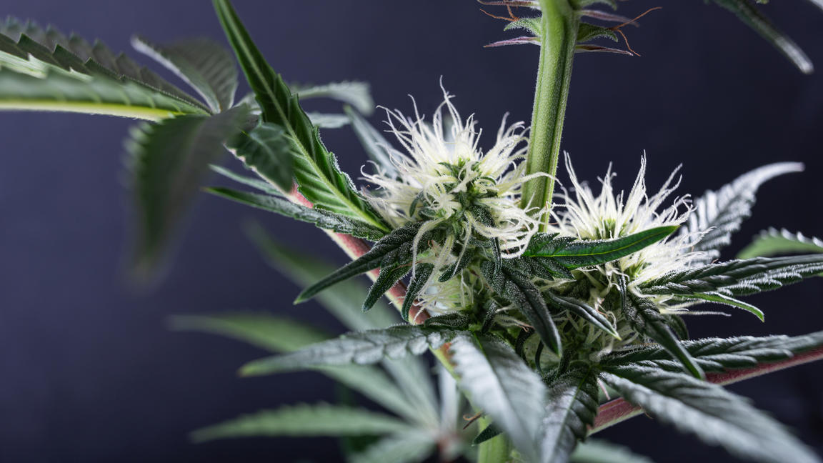 Cannabis anbauen, pflegen und ernten So gelingt die legale HanfpflanzenZucht wetter.de