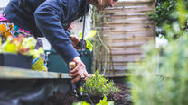 Ein Mann bepflanzt ein Hochbeet im städtischen Garten.